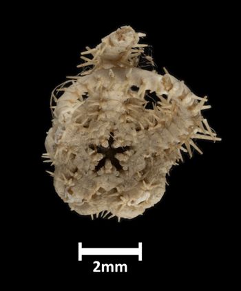 Media type: image;   Invertebrate Zoology OPH-1188 Description: Bottom of brittle star with mouth visible.;  Aspect: ventral
